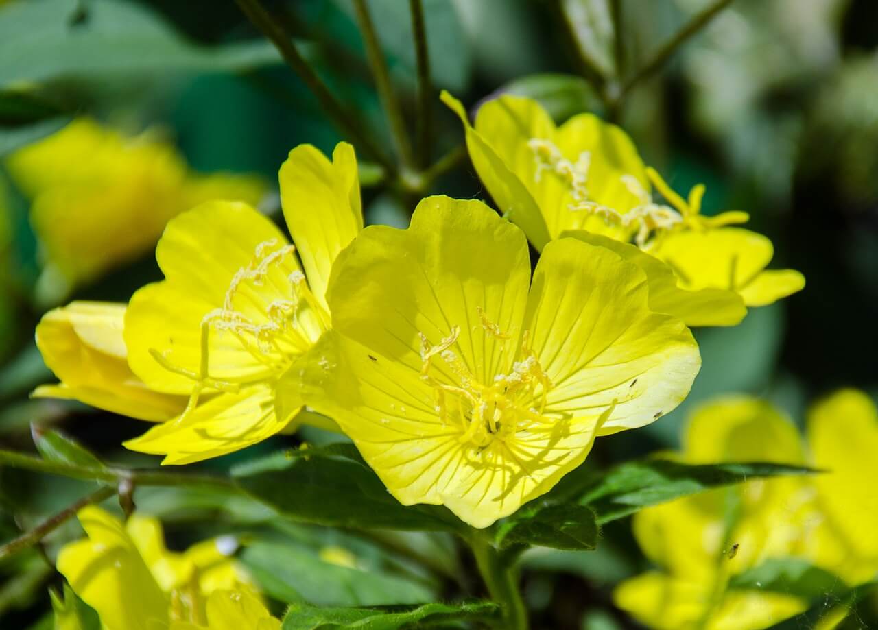 benefits of evening primrose oil