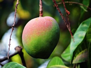 nutrient benefits of mango butter