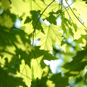 Maple Leaf Extract