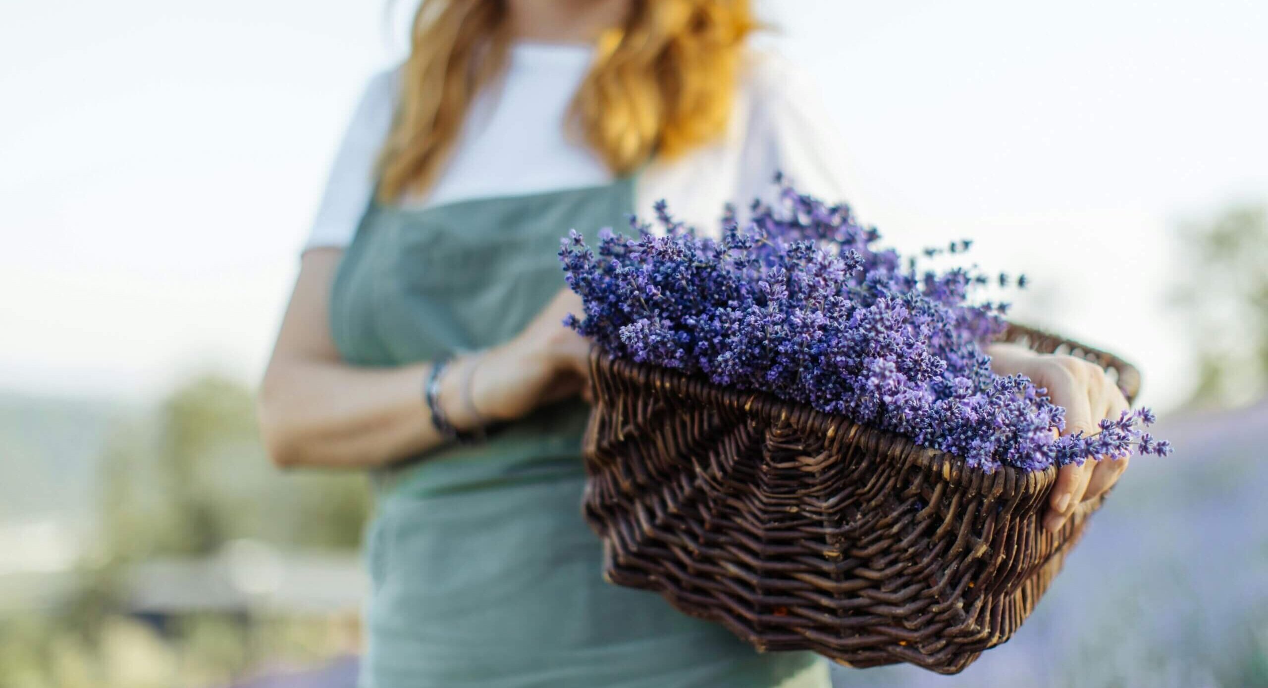 Woman holding a basket of lavender in a field