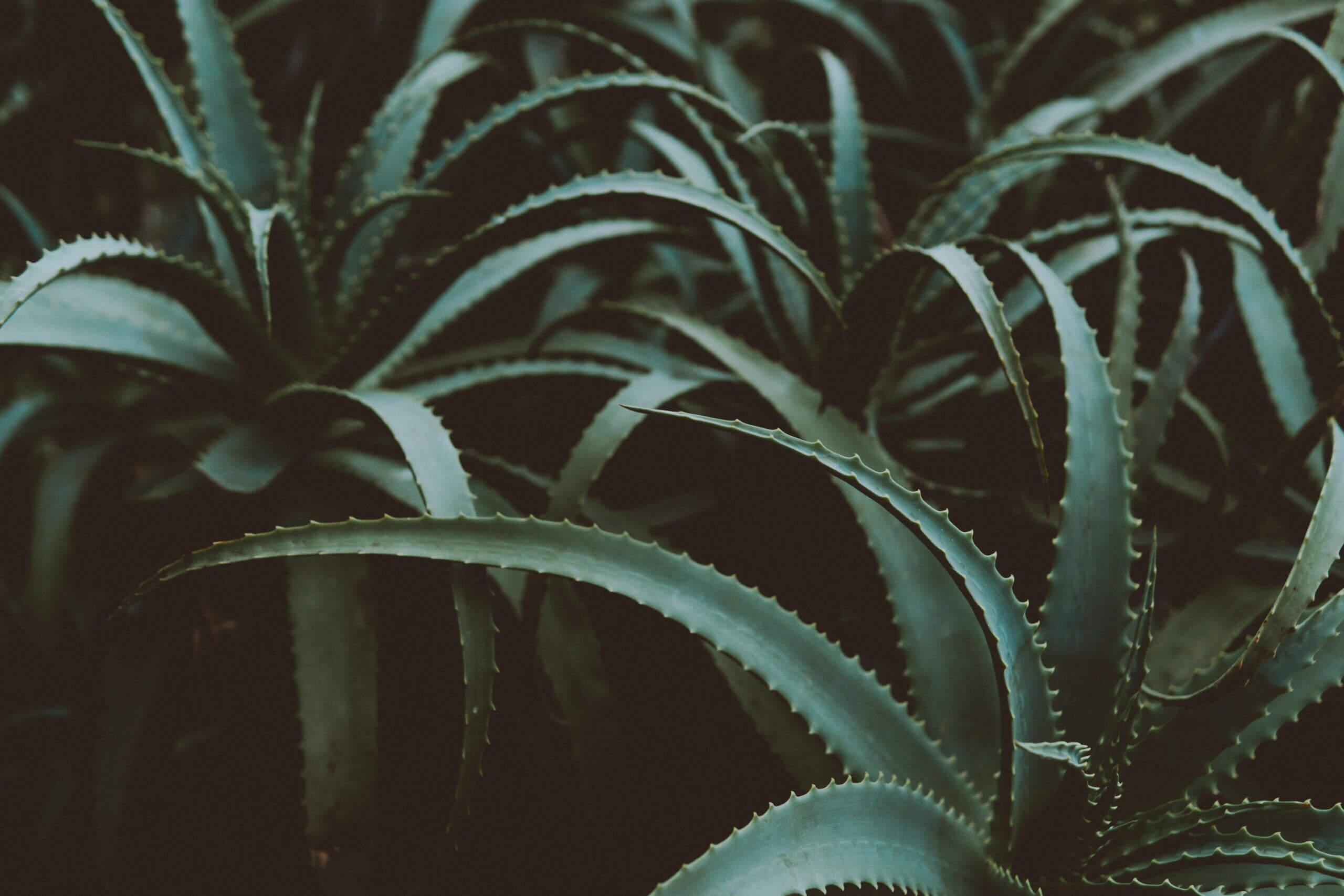 multiple potted aloe vera plants