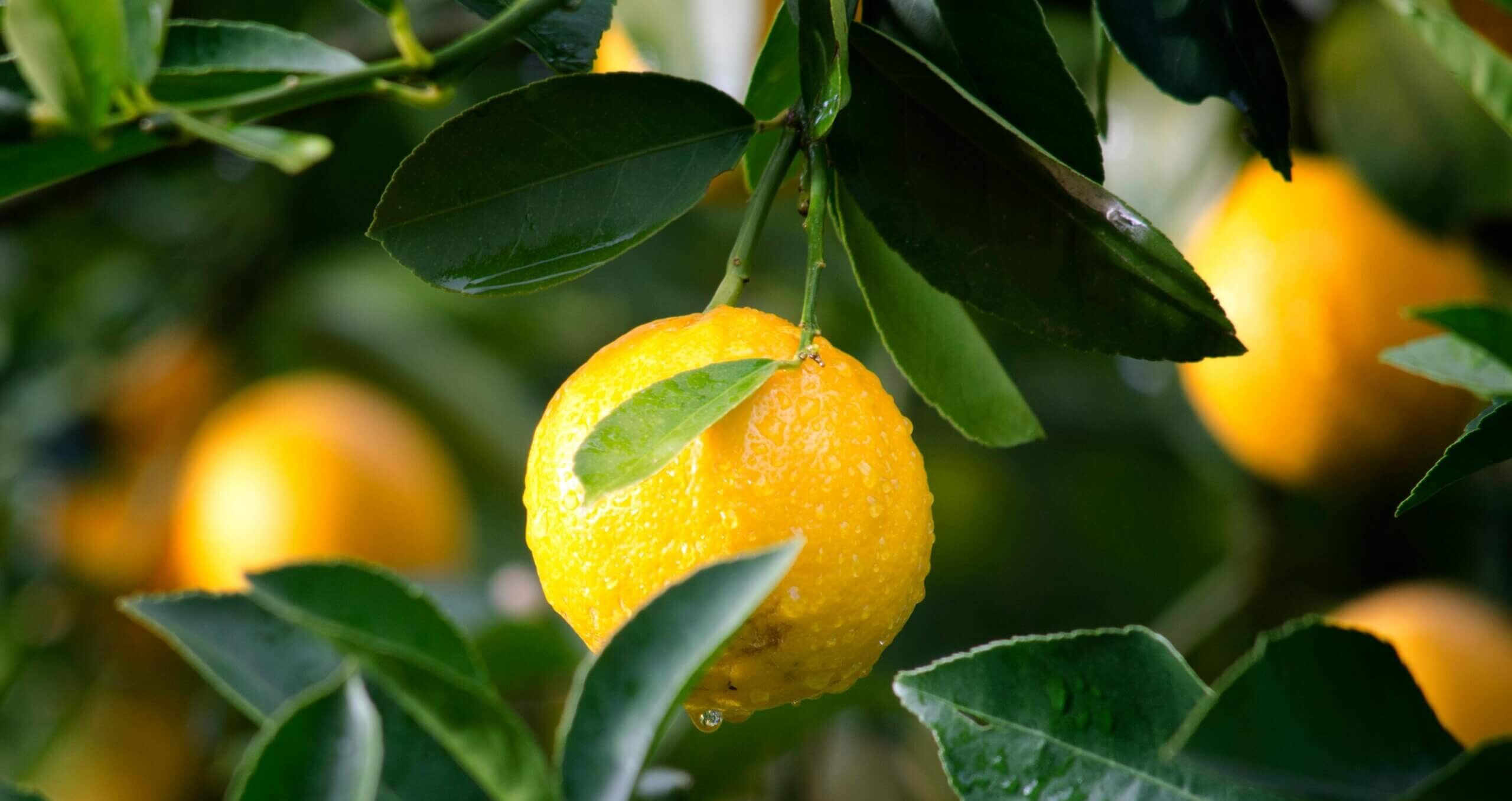 dewy lemon in tree