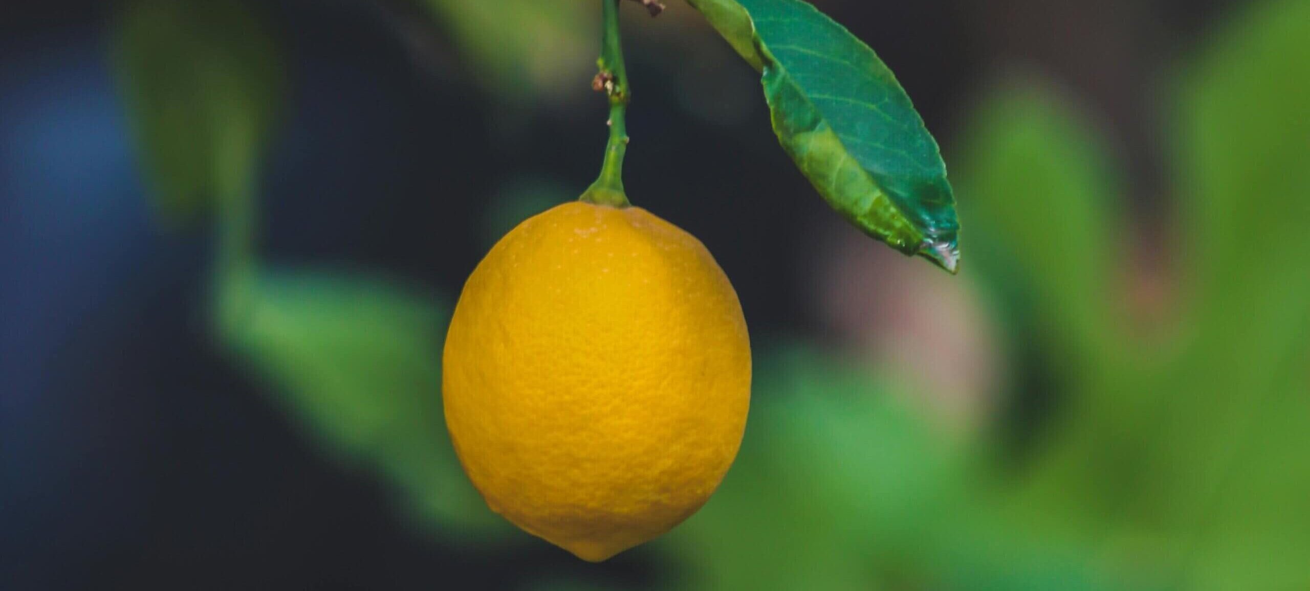 Single lemon hanging on tree