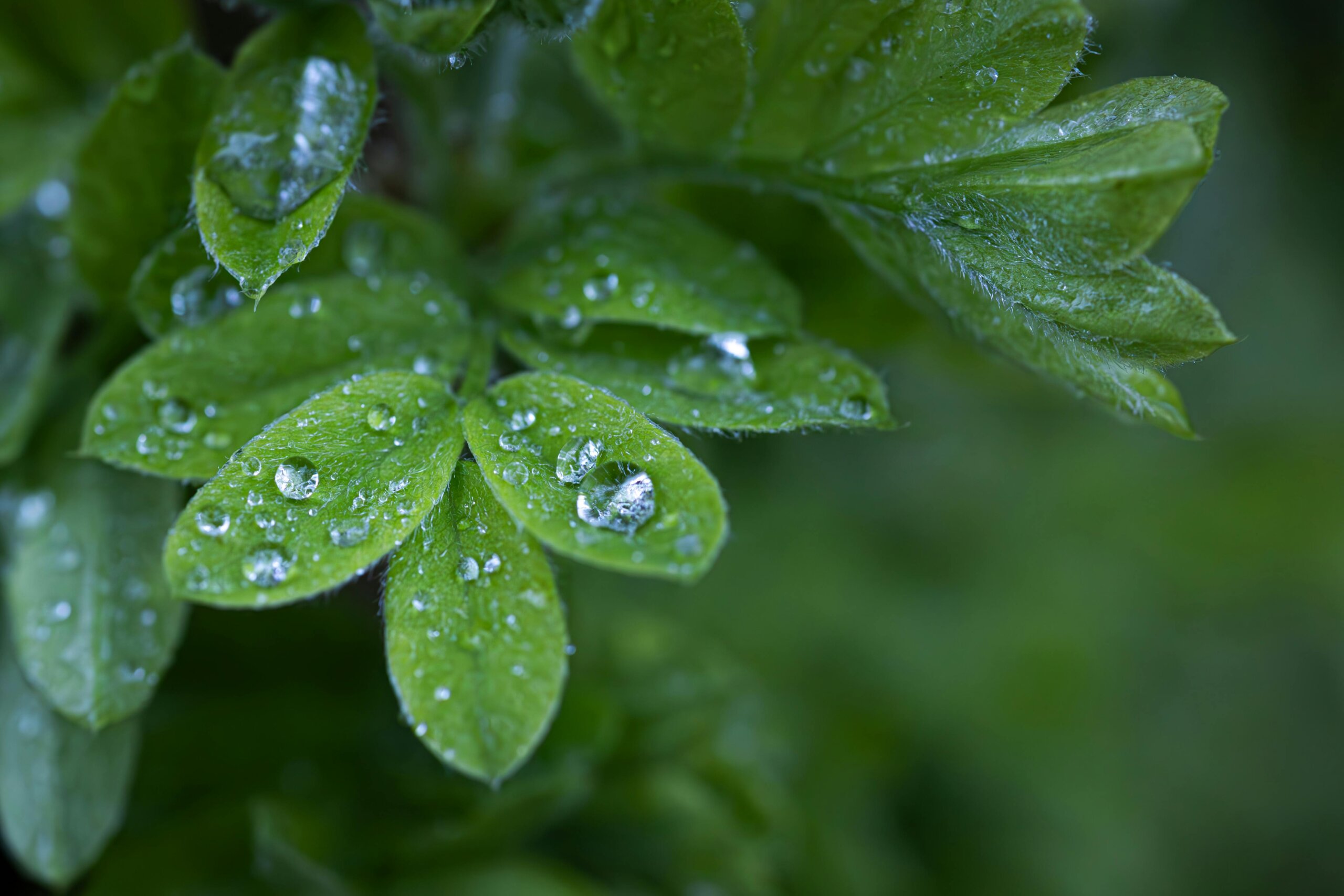 water drops on green leaves