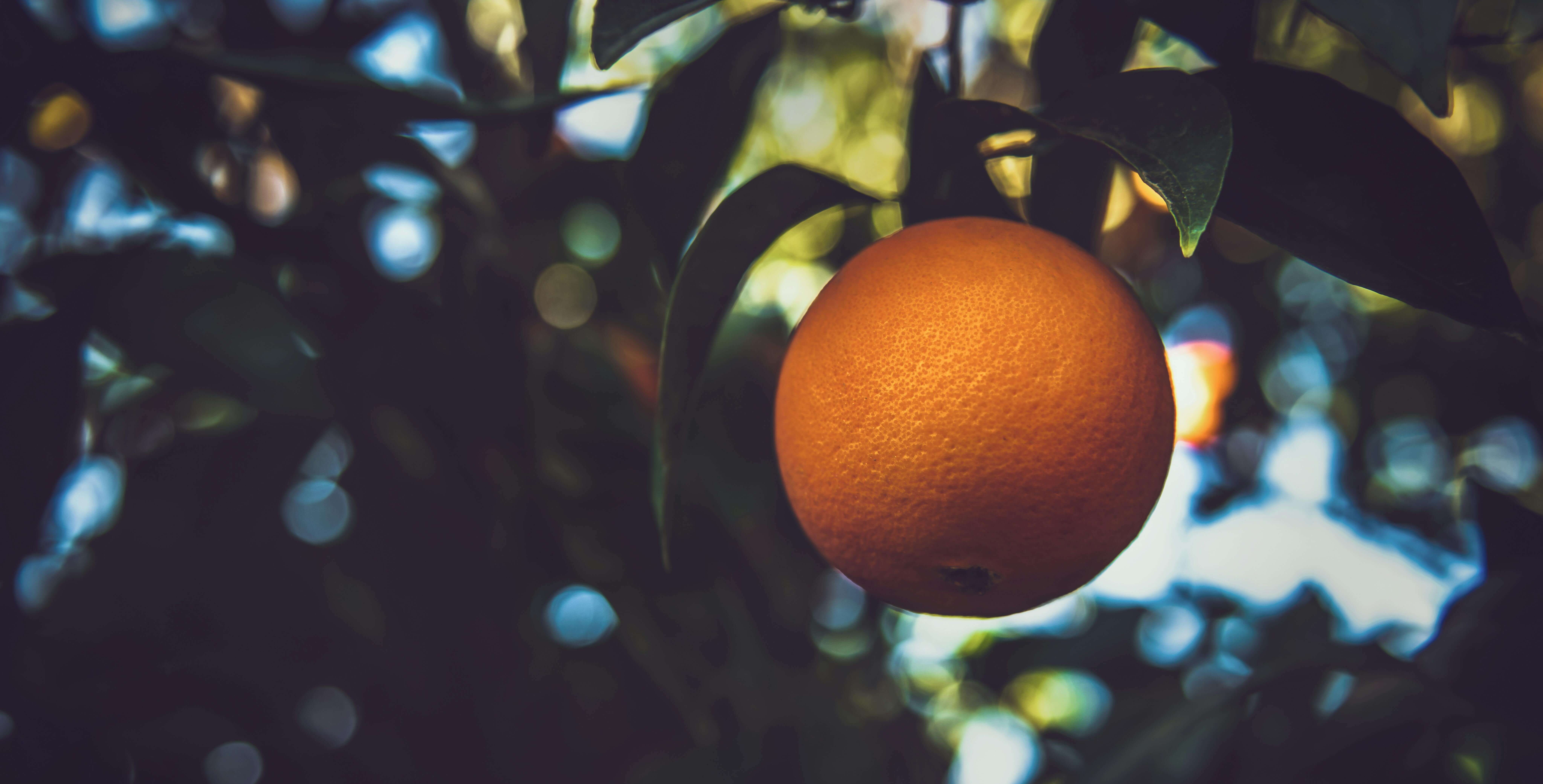 orange on a tree