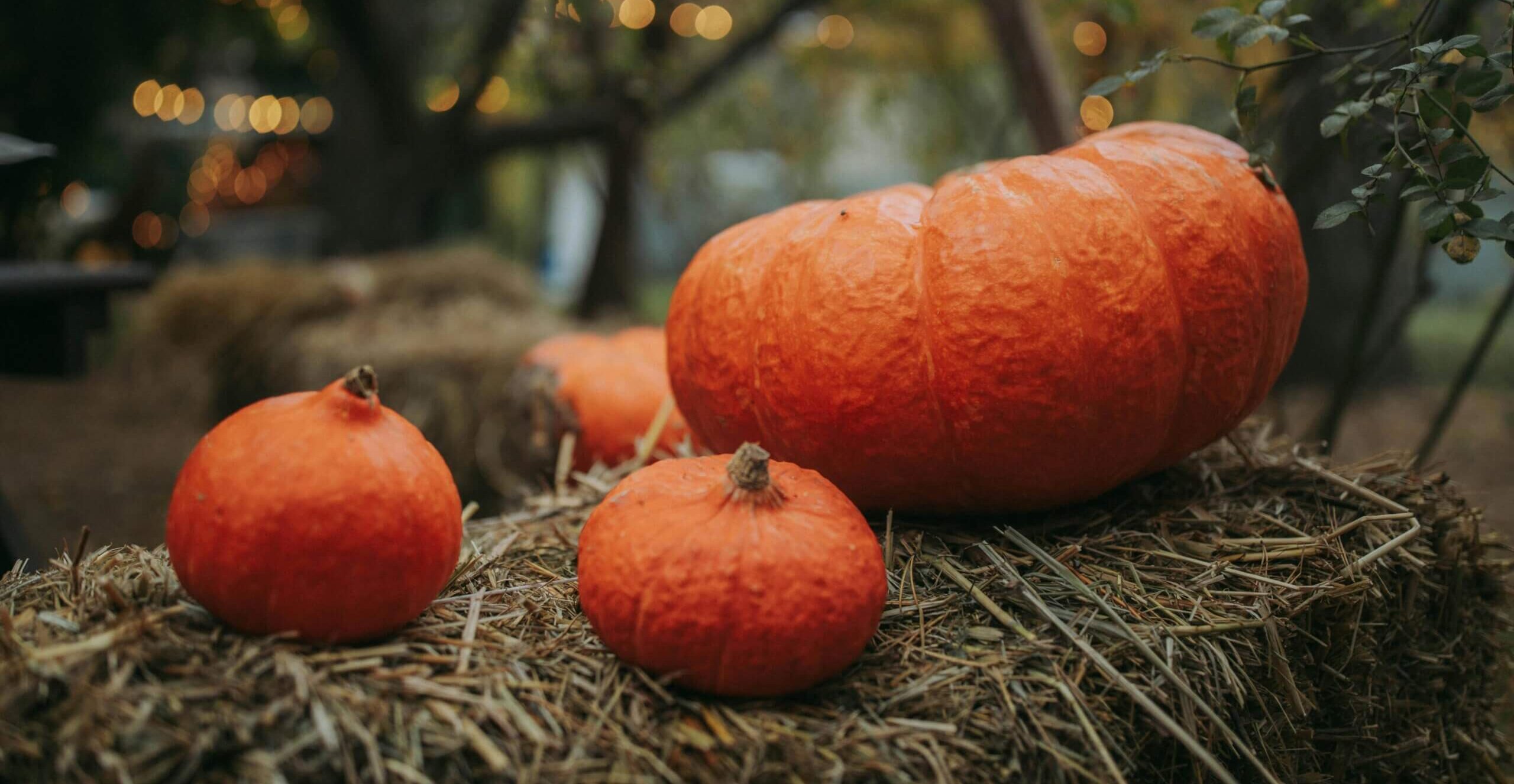 Pumpkin seed oil with autumn vegetables