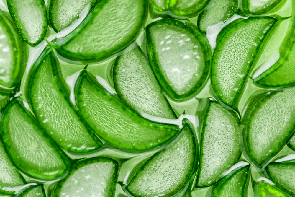 Aloe Vera